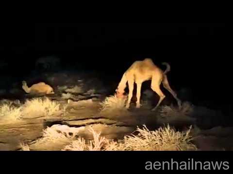 فيديو لشبان يطلقون النار على رأس جمل ( مغلوث )