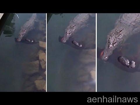 بالفيديو _ تمساح يلتهم كلب وسط الماء