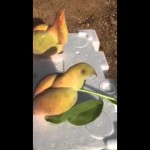 بالفيديو.. نجاة شابين من موت محقق بعد انقلاب سيارتهما أثناء التفحيط وتطايرهما بالهواء