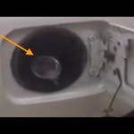 بالفيديو __ مراهقون يعذّبون “مِعزى” بطريقة وحشية ومطالبه بمحاسبتهم