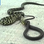 بالفيديو.. مقطع “إعتداء عنيف على رجل فى مغسلة سيارات