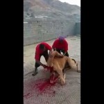 بالفيديو: جيب شاص يتحدى السيول وبالأخير يجرفه السيل