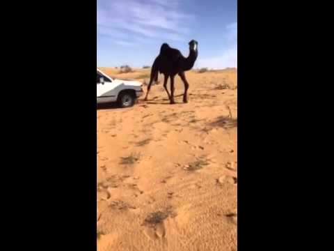 بالفيديو: مواطن يتعامل مع جمل هائج بطريقة مؤذية