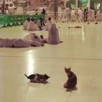 بالفيديو: عصابة إفريقية تنفذ عملية سطو مسلح على محل في جدة