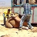 بالفيديو: تمساح يبتر إبهام رجل أثناء اللعب معه