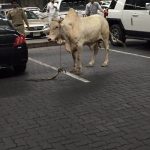 بالفيديو: متعب بن عبدالله يرفض تفقد قوات الحرس المشاركة في الحج بالسيارة ويصر على المشي اليهم