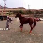 بالفيديو ..  طفلان سعوديان يثبتان أن محترفي ابطال المصارعة الحرة يمثلوون بطريقتهم الخاصة