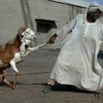 بالفيديو … ددسن تسقط شجرة محاولات ضخمه