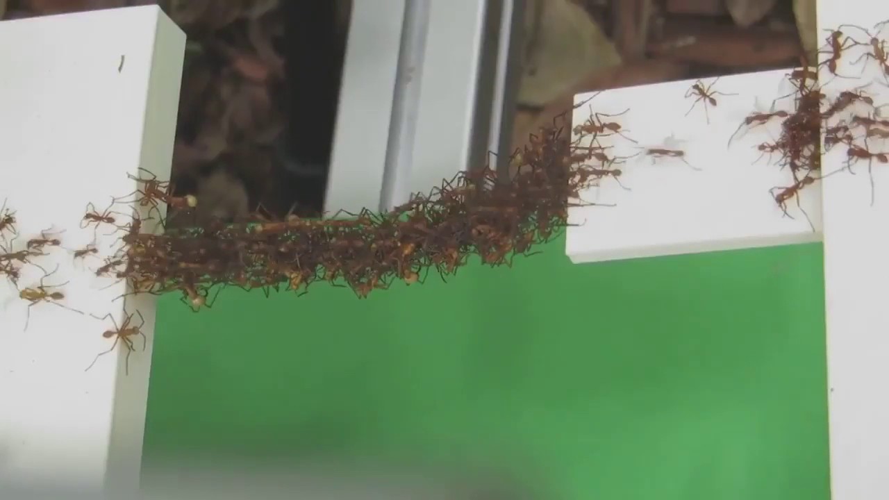 بالفيديو.. شاهد المعجزة الإلهية لجيش من النمل إستخدوا أجسادهم للعبور بجسر غير مكتمل
