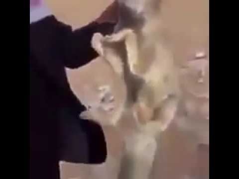 بالفيديو : ثعلب يتجمد ويموت في الصحراء من شدة البرودة