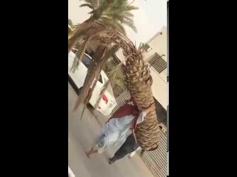 بالفيديو:عامل باكستاني يحمل نخلة بمفرده