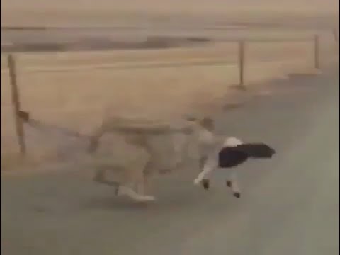 فيديو: بشكل خاطف وبسرعة كالبرق.. ذئب يقبض على خروف بأنيابه ويهرب بطريقة لن تصدقها