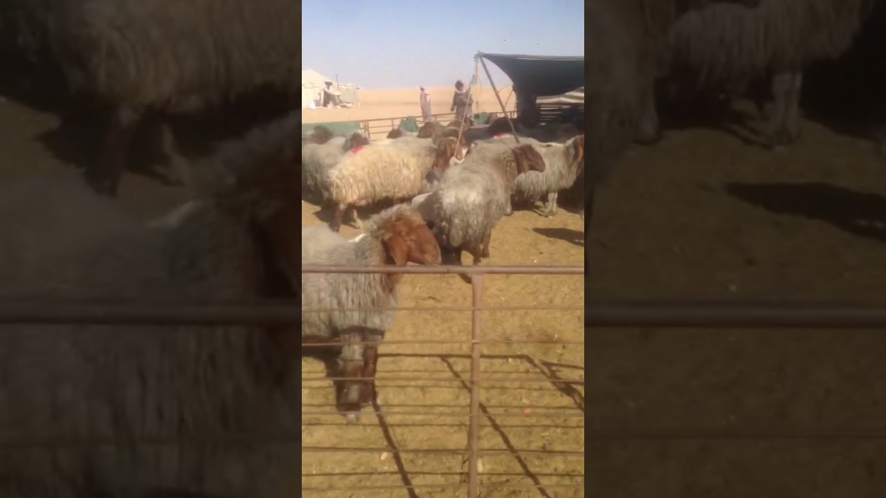 بالفيديو: العثور على 400 رأس من الغنم مسروقة في هجرة أم قليب