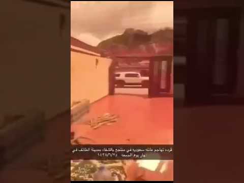 بالفيديو:قرود تهاجم منتجع وتسرق محتوياته