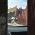 بالفيديو: وضعها في كرتون.. غضب على سعودي يتلاعب بمجموعة ضبان جائعه ومطالبه بمحاسبته