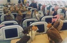 رجل أعمال سعودي يحلق مع 80 صقراً على متن إحدى الطائرات