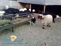 طفل بعمر الـ ٥ سنوات يبيع خروف بـ ريال واحد فقط بقرية ( أرينبه ) جنوب حائل