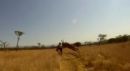 متسابقا من على دراجته #(بالفيديو)  ظبي يُسقط