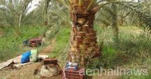 بأمر الملك .. 1.7 مليار ريال لمكافحة سوسة النخيل الحمراء