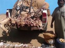 بعد إصطياده لـ 250 أرنب و500 طائر.. السودان توقف خليجي بسبب ⁧الصيد الجائر