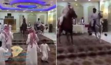 بالفيديو: مهايط بالخيول داخل قاعة أفراح كاد ان يتسبب بفوضى