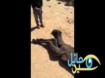 في موقف يستحق الاشادة الشيخ / ناصر الثويني يهدي ” قعود للطفل “سلطان” الذي فقد قعوده