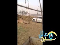 بالفيديو.. شبان يقتلون “ ناقه ” بطلق ناري في رأسه