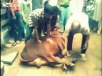 فيديو: وفاة جزار أثناء ذبحه أضحية العيد