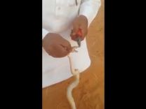 بالفيديو: سعودي يشلع أسنان ام جنيب ثم يلصق فمه بالصمغ