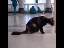 بالفيديو: عامل بالحرم يروي عطش قطة بماء زمزم