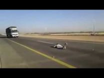 بالفيديو : شاهد شاب يستلقي أمام شاحنة مسرعة كادت تدهسه
