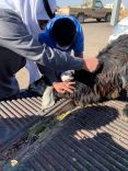 ندوة إرشادية لمربي الماشية في بئر الرفدي بمحافظة الشملي