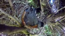 بالفيديو : أفعى تلتهم بيض طائر
