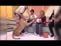 بالفيديو: أسد يهجم على طفلة رضيعة أثناء بث تليفزيوني على الهواء