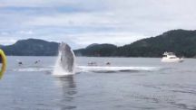 بالفيديو: قفزات مدهشة لحيتان