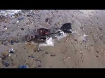 بالفيديو …. هذه الجثة التي لفظها البحر إلى الشاطئ لجسم غريب تثير الجدل