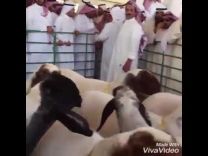 بالفيديو: مجموعة من الأغنام تزين رقابها سلاسل ذهبية في سوق الماشية