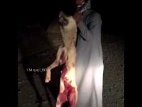 بالفيديو : مصرع “ذئب” على يد مواطن بعدما هاجمه أثناء نومه