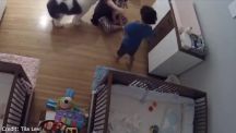 بالفيديو …ردة فعل سريعة من طفل تنقذ أخاه الرضيع قبل لحظات من سقوطه