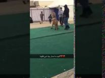 بالفيديو: نمر يهجم على طفلة في معرض .. ومسؤول الفعاليات: للإثارة والتشويق
