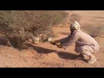 بالفيديو: شاهد رجل يساعد ( حصني ) علق في إحدى الأشجار .