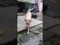 بالفيديو… مؤثر لكلبة جائعة ترفض الطعام لتقدمه لصغارها