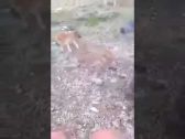 بالفيديو …  إنسان عديم الرحمة .. أضرم النار في كلب .. وبعدها أشعل سيجارته بكل فخر