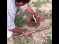 بالفيديو …  مواطن يمسك ثعبان حي في روضة الخفس