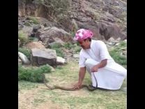 بالفيديو: سعودي يقبل “أفعى” سامة بطريقة المحترفين في التعامل مع الثعابين