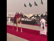 بالفيديو:إبل على “السجادة الحمراء” في استعراض بمهرجان الملك عبد العزيز!