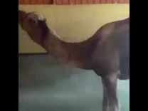 “وسط تعليقات ساخرة”.. فيديو يُظهر جمل داخل مغسلة سيارات يثير جدلًا على تويتر