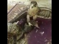 بالفيديو … شخص يعذب قطة بصقر يغرس مخالبه فيها وهي حية وينهش لحمها بمنقاره!