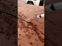 بالفيديو …. ثعبان يشرب ماء بصحراء النفود