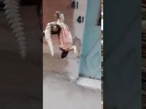 ضب…..يثير الذعر في منزل ويدفع لاستدعاء الأمن